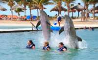 Swimming With Dolphins