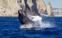 Whale Watching