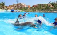 Swim With Dolphins